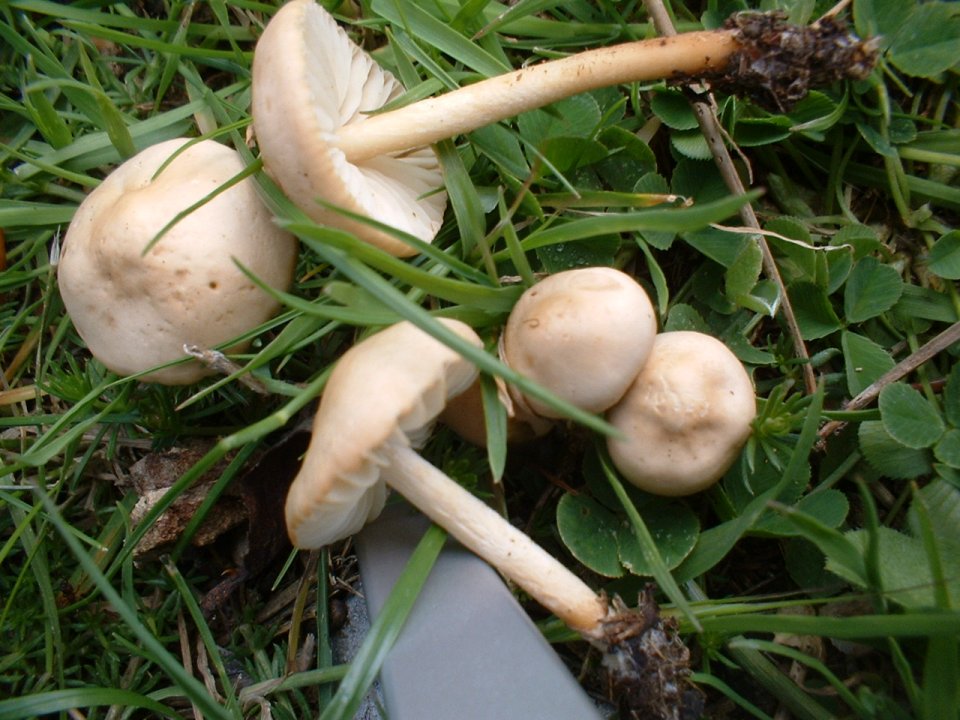 Marasmius oreades e Collybia dryophila